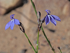 Lobelia capillifolia