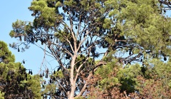 Pteropus poliocephalus