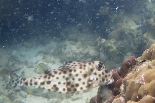 Ostracion nasus