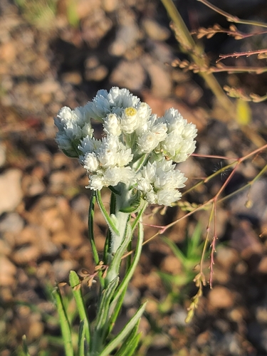 white rabbit-tobacco (Pseudognaphalium leucocephalum)