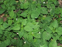 Urtica dioica