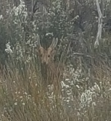 Axis porcinus