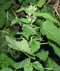 Urtica dioica