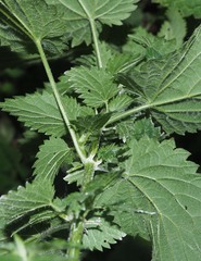 Urtica dioica