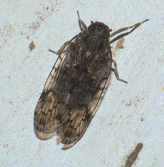 Melanoliarus placitus