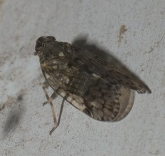 Melanoliarus placitus