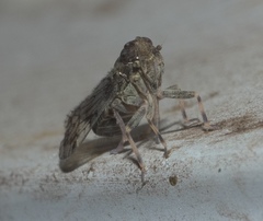 Melanoliarus placitus