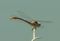 Aphylla protracta