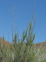 Anginon fruticosum