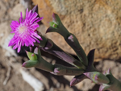 Smicrostigma viride