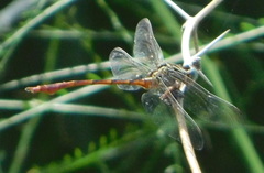 Aphylla protracta