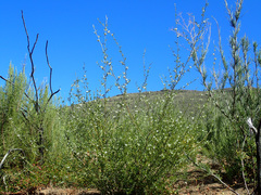 Psoralea spissa