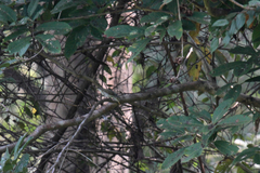 Phylloscopus occipitalis