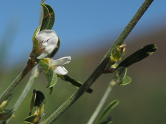Psoralea spissa