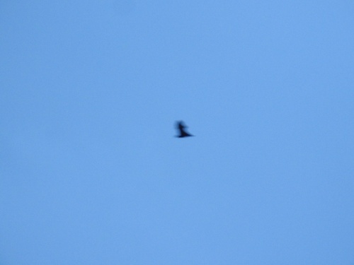 Indian Flying Fox