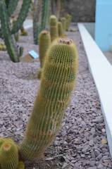 Parodia lenninghausii