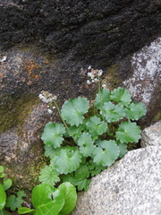 Micranthes nelsoniana aestivalis
