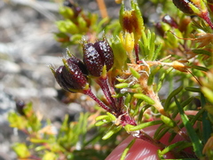 Agathosma serpyllacea