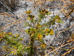 Agathosma serpyllacea