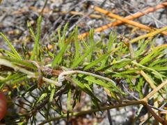 Agathosma serpyllacea