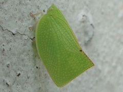 Phyllyphanta declivis