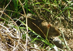 Sigmodon arizonae cienegae