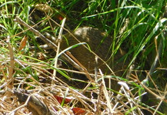 Sigmodon arizonae cienegae