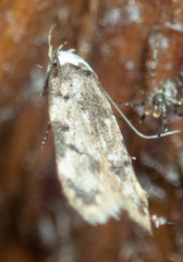 Endrosis sarcitrella