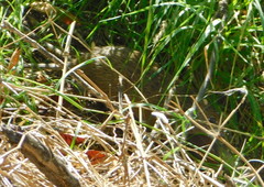 Sigmodon arizonae cienegae