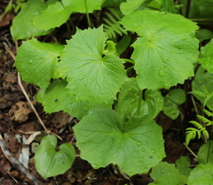 Parasenecio kamtschaticus