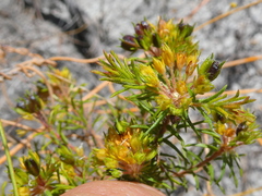 Agathosma serpyllacea