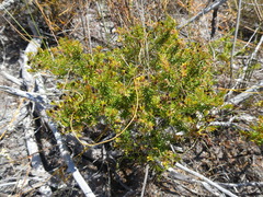 Agathosma serpyllacea