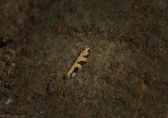 Limnaecia platychlora