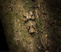 Barea basigramma