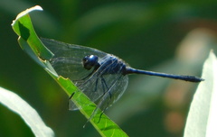 Dythemis nigrescens