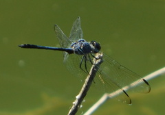 Dythemis nigrescens
