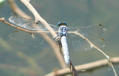 Erythemis collocata