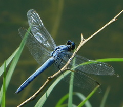Erythemis collocata