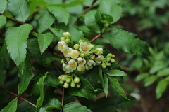 Sorbus sambucifolia