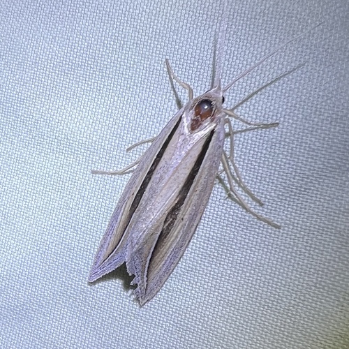 Dull Doryodes Moth photo 4