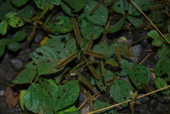 Calopogonium mucunoides