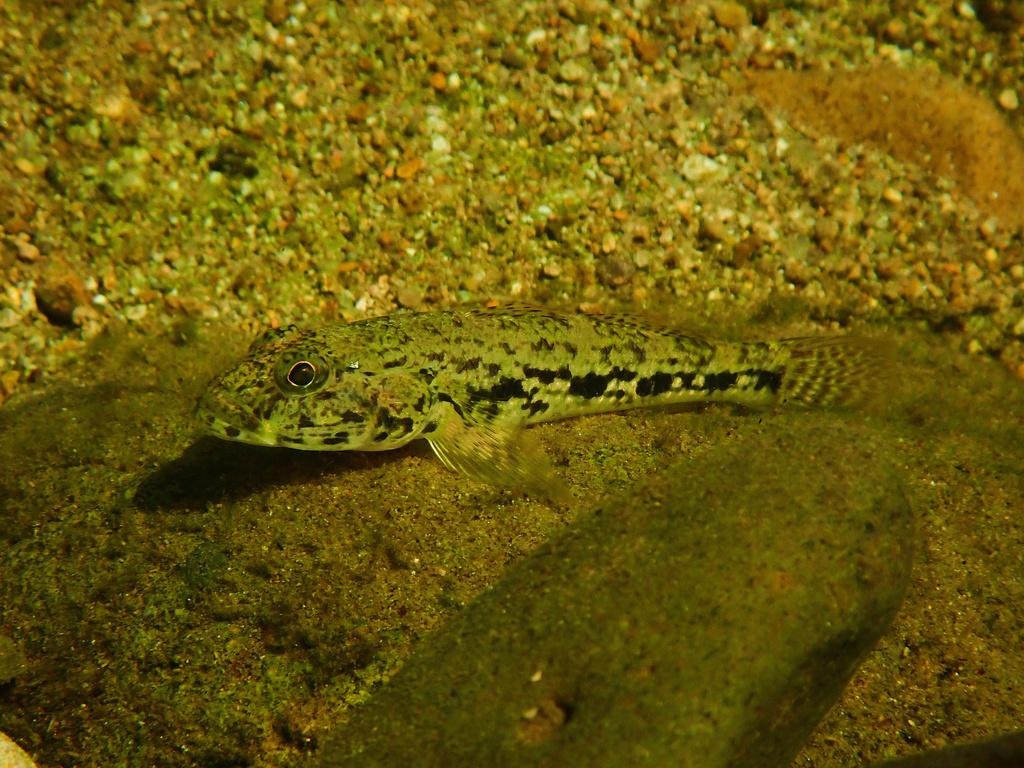 Celebes Goby (Glossogobius celebius)