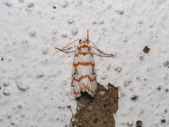 Cyana pseudojavanica