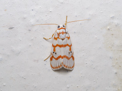 Cyana pseudojavanica