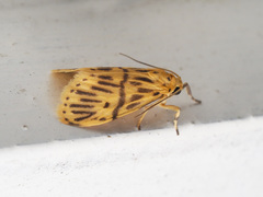 Miltochrista undulata