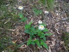 Olearia grandiflora