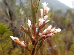 Dracophyllum oliveri