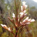 Dracophyllum oliveri - Photo (c) Jane Gosden, some rights reserved (CC BY-NC-SA), uploaded by Jane Gosden