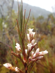 Dracophyllum oliveri