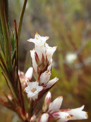 Dracophyllum oliveri
